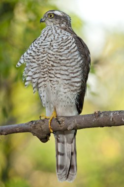 Bayağı atmaca (Accipiter nisus)