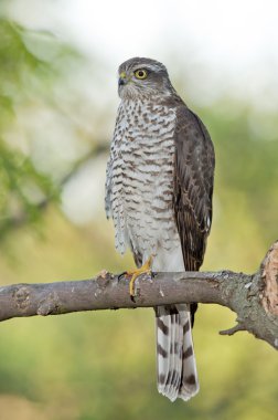 Bayağı atmaca (Accipiter nisus)