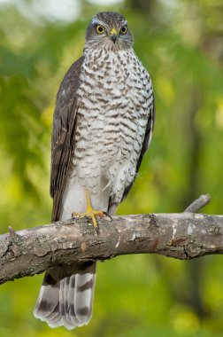 Bayağı atmaca (Accipiter nisus)