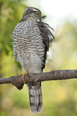 Bayağı atmaca (Accipiter nisus)