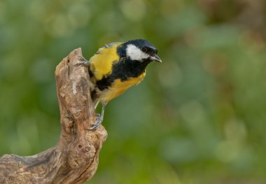 büyük baştankara (parus büyük)