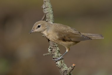 Bahçe ötleğen (Sylvia borin)