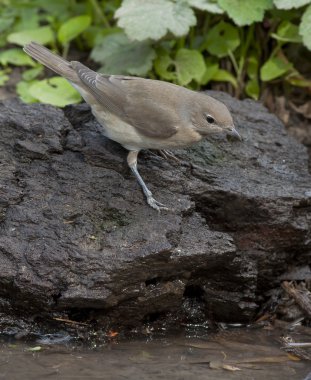 Bahçe ötleğen (Sylvia borin)