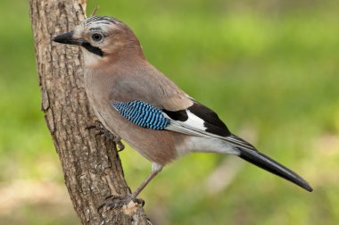 Avrasya alakargası (Garrulus glandarius)