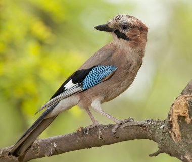 Avrasya alakargası (Garrulus glandarius)