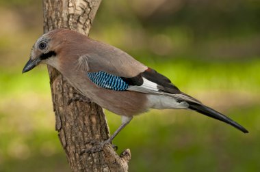 Avrasya alakargası (Garrulus glandarius)