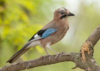 Avrasya alakargası (Garrulus glandarius)