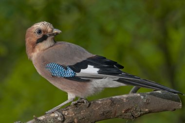 Avrasya alakargası (Garrulus glandarius)