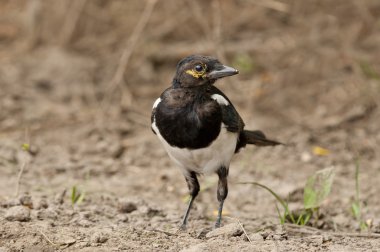 Avrasya Saksağan, Avrupa Saksağan veya ortak Saksağan (pika pika)