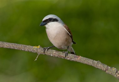 Kızıl sırtlı örümcek kuşu (lanius collurio)