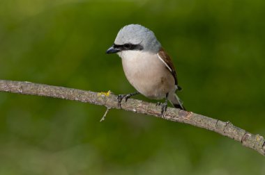 Kızıl sırtlı örümcek kuşu (lanius collurio)