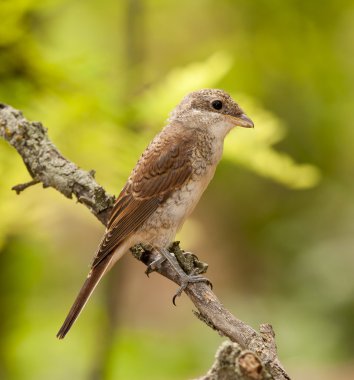 Kızıl sırtlı örümcek kuşu (lanius collurio)