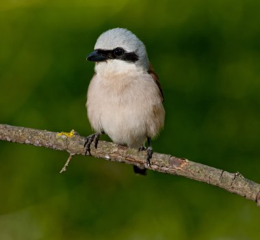 Kızıl sırtlı örümcek kuşu (lanius collurio)