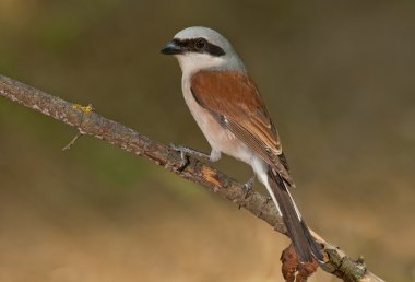 Kızıl sırtlı örümcek kuşu (lanius collurio)
