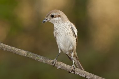 Kızıl sırtlı örümcek kuşu (lanius collurio)