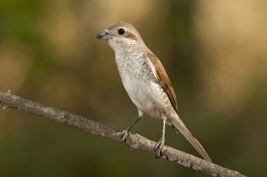 Kızıl sırtlı örümcek kuşu (lanius collurio)