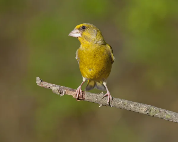 Europeisk grönfink (kloris chloris)) — Stockfoto