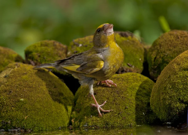 Europeisk grönfink (kloris chloris)) — Stockfoto