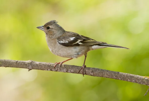 Common Chaffinch (Fringilla coelebs)) — стоковое фото