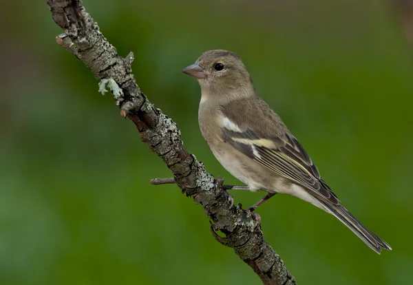 커 먼 샤프 인치 (Fringilla coelebs)) — 스톡 사진