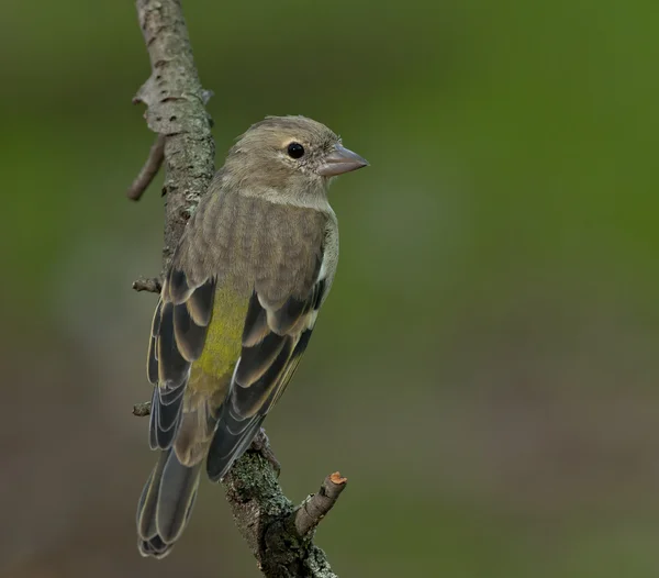 커 먼 샤프 인치 (Fringilla coelebs)) — 스톡 사진