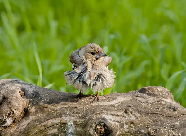 Gewone Chaffinch (Fringilla coelebs)) — Stockfoto