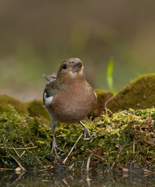 一般的なシャッフインチ(Fringilla coelebs)) — ストック写真