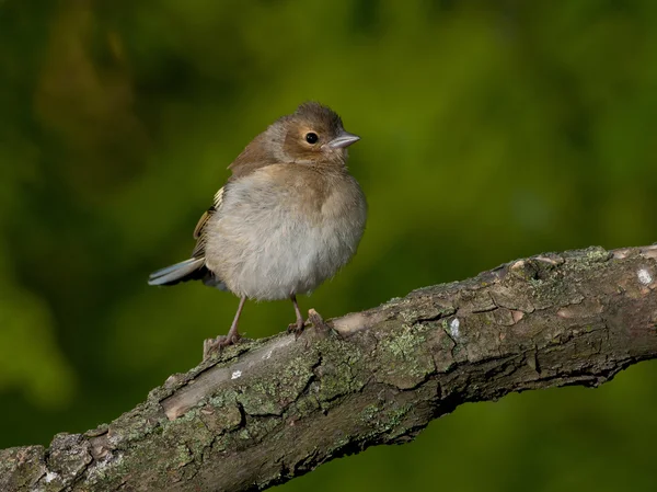 커 먼 샤프 인치 (Fringilla coelebs)) — 스톡 사진