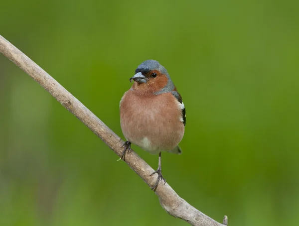 Common chaffinch (Fringilla coelebs) — Stock Photo, Image