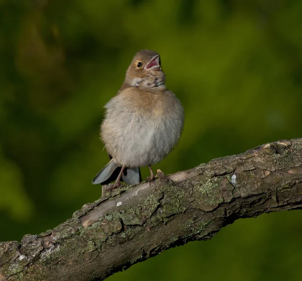 Common Chaffinch (Fringilla coelebs)) — стоковое фото