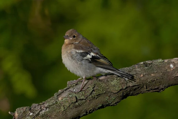 一般的なシャッフインチ(Fringilla coelebs)) — ストック写真