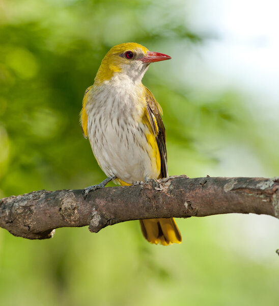 Золотой ориол (Oriolus oriolus)
)