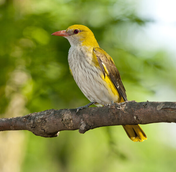 Золотой ориол (Oriolus oriolus)
)