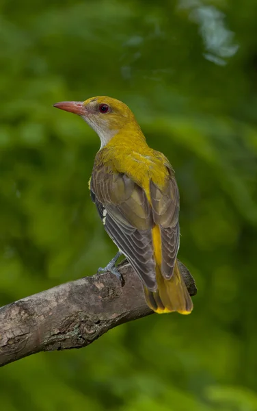 Oriole dourado eurasiano (Oriolus oriolus ) — Fotografia de Stock