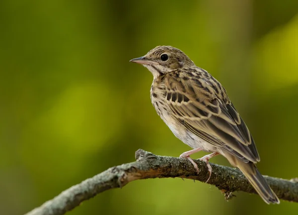 Pipit de árbol (Anthus trivialis ) — Foto de Stock