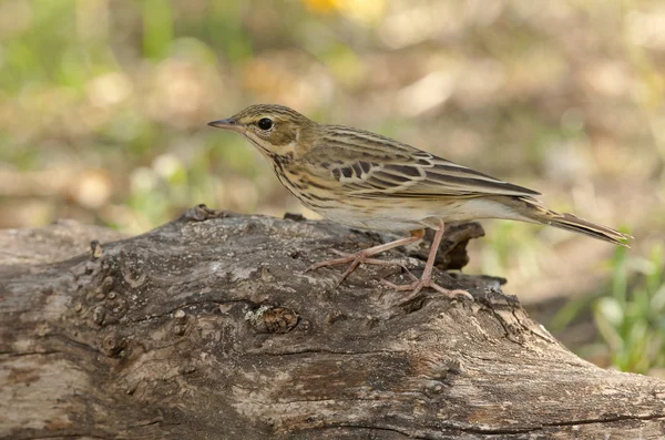 Pipit de árbol (Anthus trivialis ) — Foto de Stock