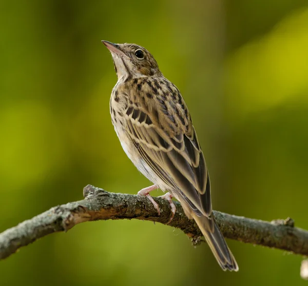 Świergotek drzewny (Anthus trivialis) — Zdjęcie stockowe