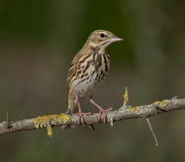 Pipit de árbol (Anthus trivialis ) — Foto de Stock