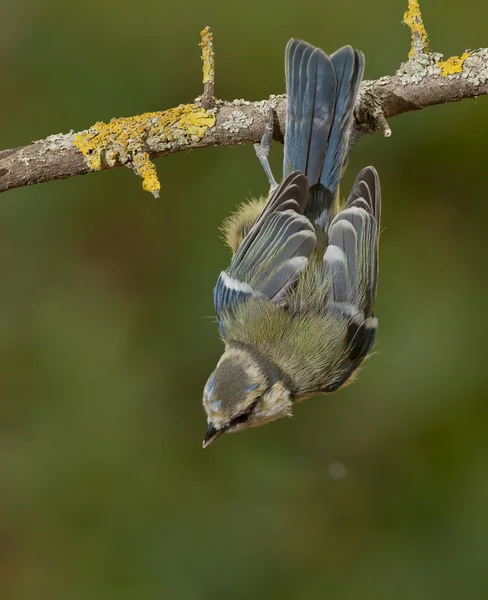 Blaumeise (parus caeruleus)) — Stockfoto