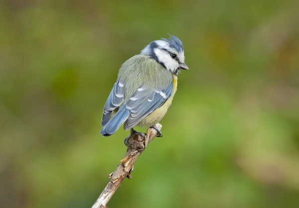 Blaumeise (parus caeruleus)) — Stockfoto