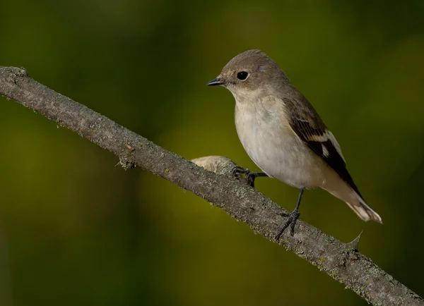 체포 되었던된 새 (Ficedula albicollis) — 스톡 사진