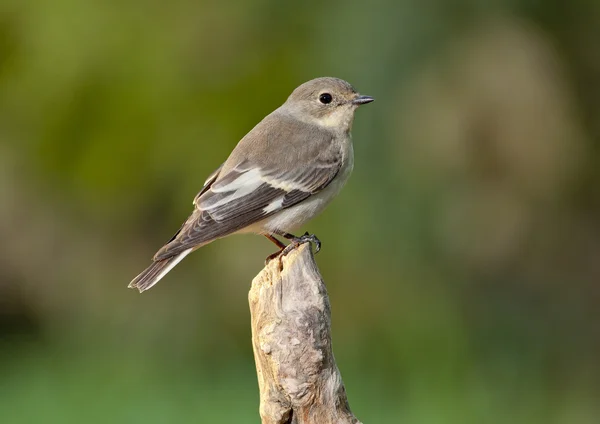 Ошейниковая мухоловка (Ficedula albicollis ) — стоковое фото