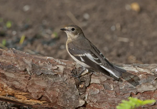 Moucherolle à collier (Ficedula albicollis) ) — Photo