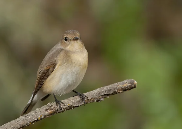 Rotbrustschnäpper (ficedula parva)) — Stockfoto