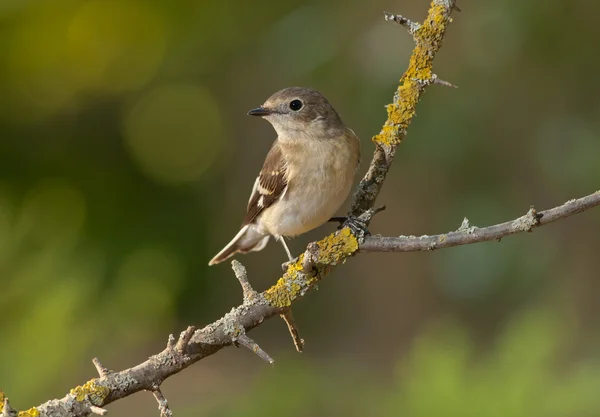 Moucherolle à collier (Ficedula albicollis) ) — Photo