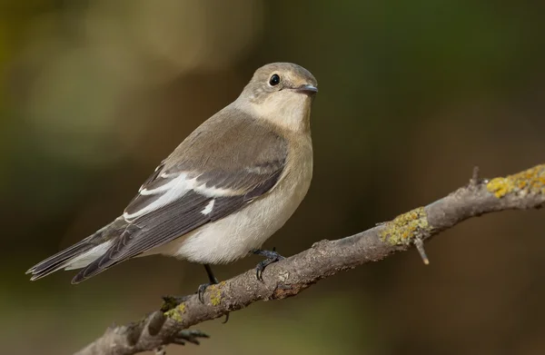 Ошейниковая мухоловка (Ficedula albicollis ) — стоковое фото