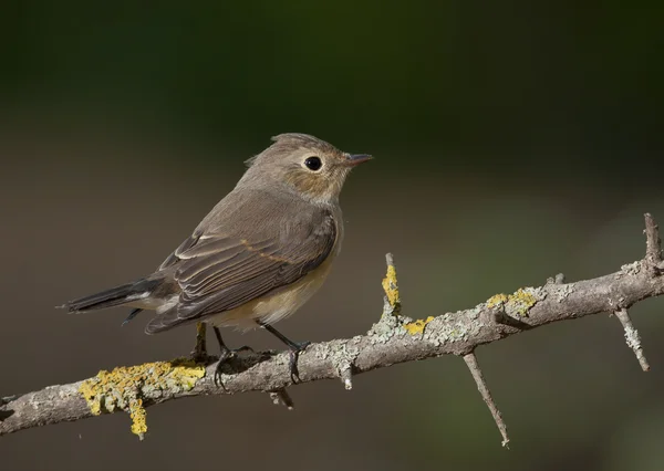 Красногрудая мухоловка (Ficedula parva ) — стоковое фото