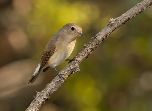 Rotbrustschnäpper (ficedula parva)) — Stockfoto