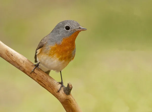 Moucherolle à poitrine rouge (Ficedula parva ) — Photo