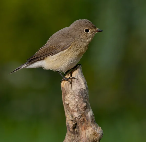 Κόκκινο-breasted flycatcher (Ficedula parva) — Φωτογραφία Αρχείου